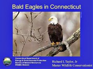 Bald Eagles in Connecticut